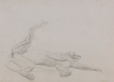 Tiger Body, Recumbent, Viewed Ventrally by George Stubbs