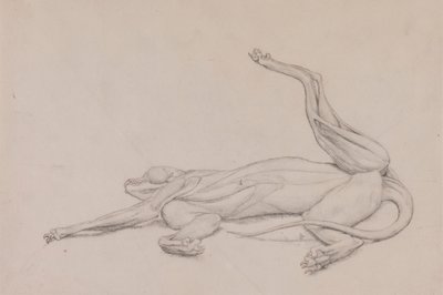 Tiger, Recumbent, Viewed Ventrally by George Stubbs