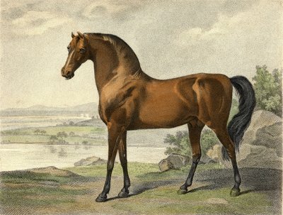 Warren Hastings