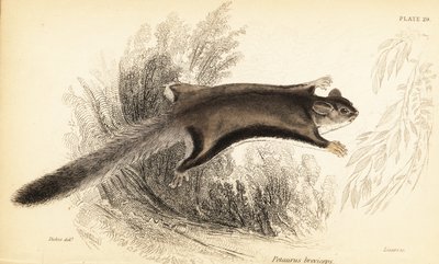 Sugar Glider, Petaurus Breviceps by Georges Robert Waterhouse