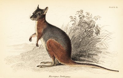 Tammar Wallaby, Macropus eugenii (engraving) by Georges Robert Waterhouse