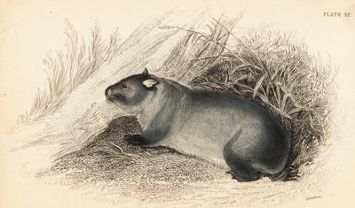 Wombat, Vombatus ursinus by Georges Robert Waterhouse