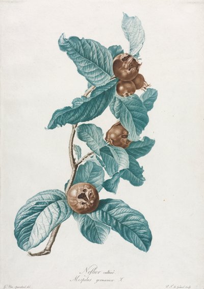 Cultivated Medlar Mespilus Germanica by Gerard van Spaendonck