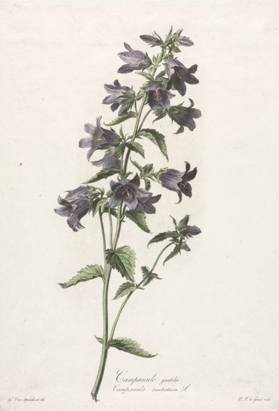 Flowers Drawn from Nature: Bellflower by Gerard van Spaendonck