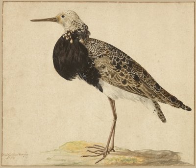 Standing Ruff by Gerardus van Veen