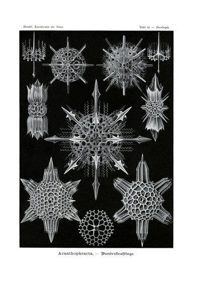 Acanthophracta by German School