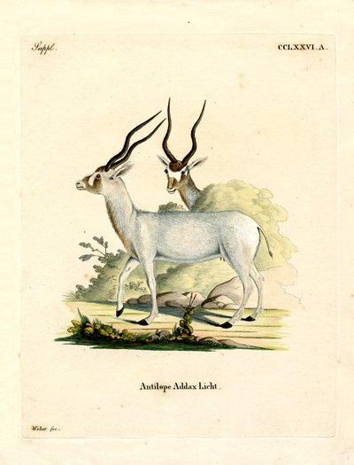 Addax Antelope by German School