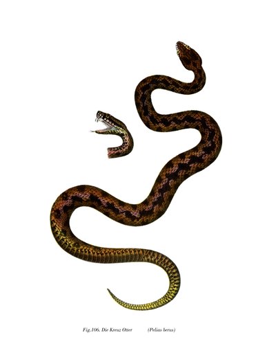Adder by German School