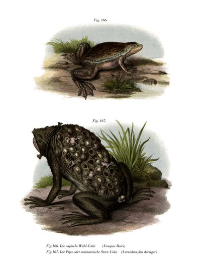 African Clawed Frog by German School