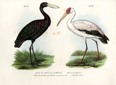 African Openbill Stork by German School