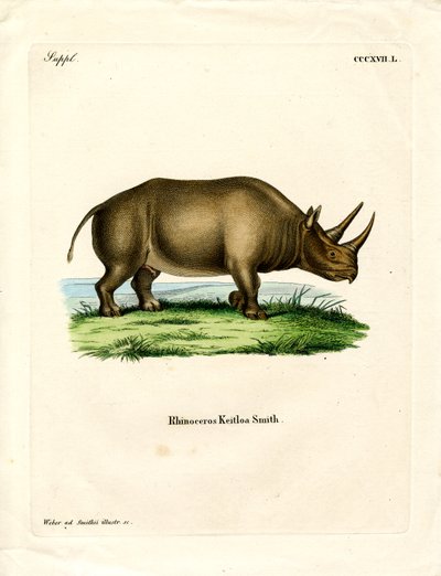 African Rhinoceros by German School