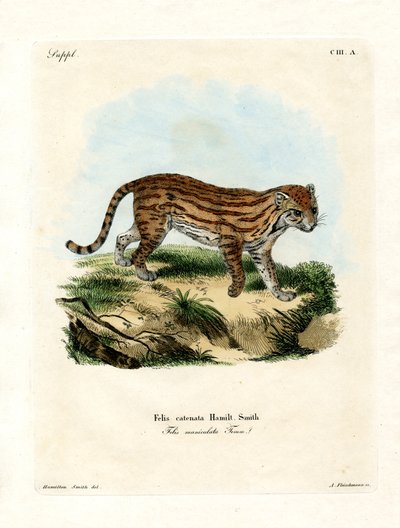 African Wild Cat by German School