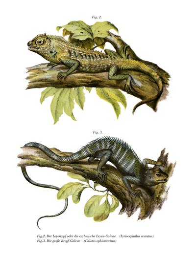 Agamid Lizard by German School