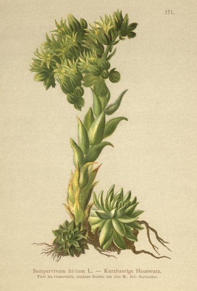 Allionii Houseleek by German School