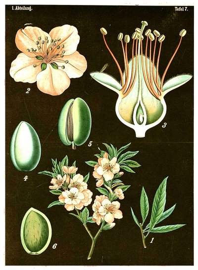 Almond (Prunus Amygdalus) by German School