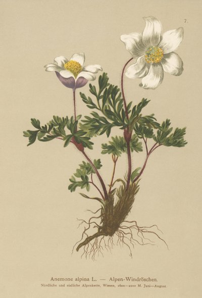 Alpine Anemone (Anemone alpina, Pulsatilla alpina) by German School