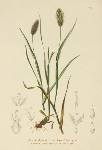 Alpine Cats-tail by German School