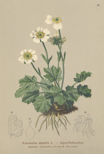 Alpine Crowfoot (Ranunculus alpestris) by German School