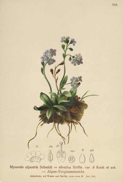 Alpine Forget-me-not by German School