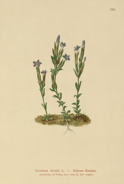 Alpine Gentian by German School