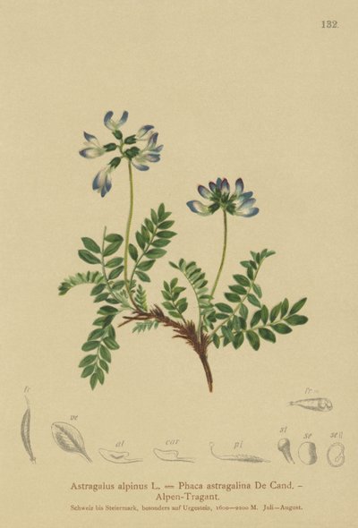Alpine Milkvetch by German School