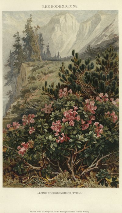 Alpine Rhododendrons by German School