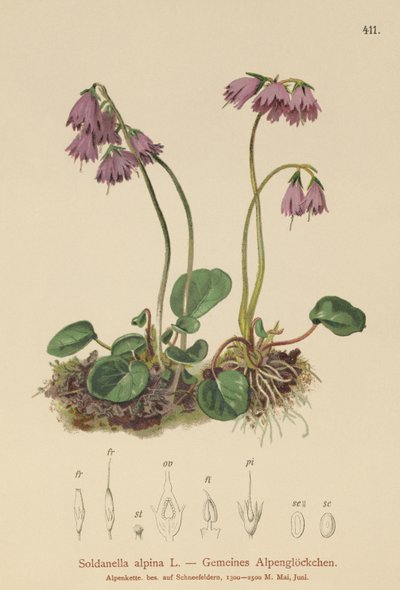 Alpine Snow Bell by German School