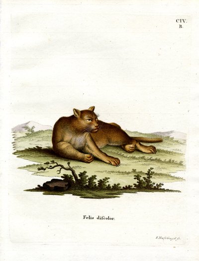 Amazon Cougar by German School