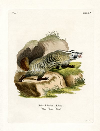 American Badger by German School
