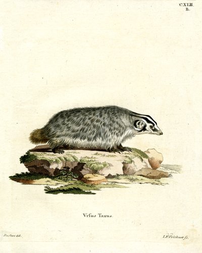 American Badger by German School