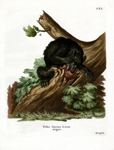American Black Bear by German School