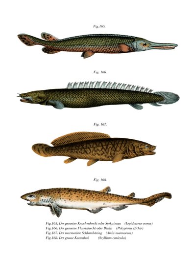 American Fresh-water Garpike by German School