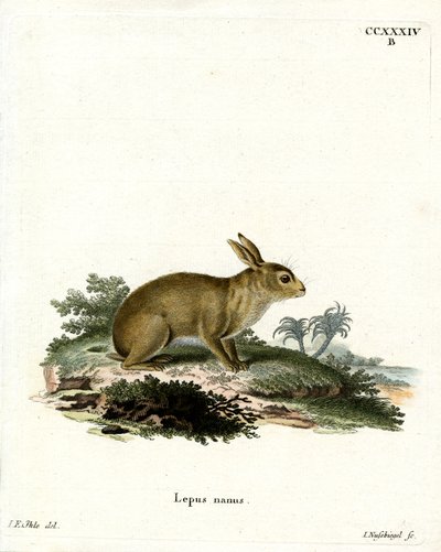 American Gray Rabbit by German School