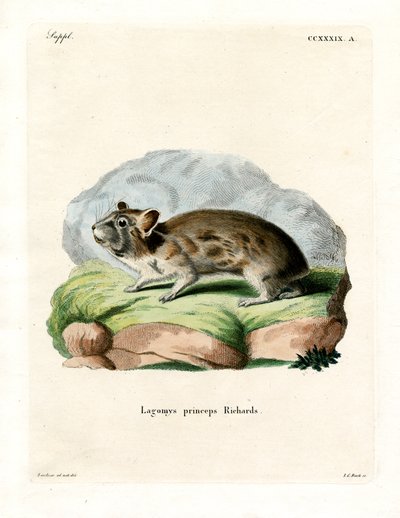 American Pika by German School