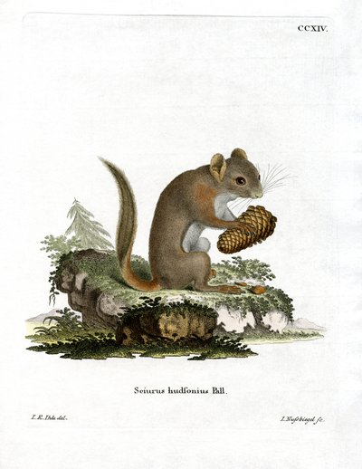 American Red Squirrel by German School
