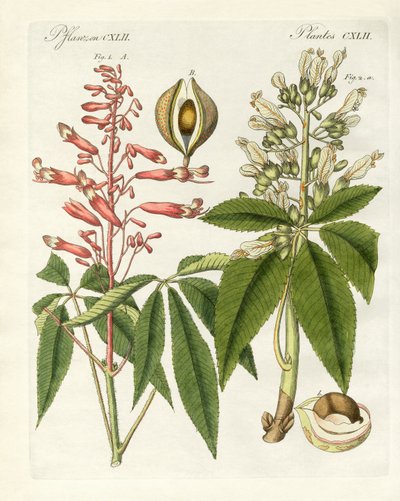 American kinds of buckeyes by German School