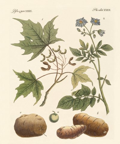 American Plants by German School