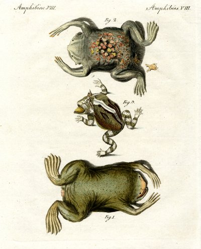 American Toads by German School