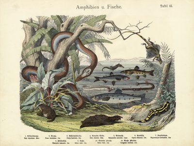 Amphibians and Fishes by German School