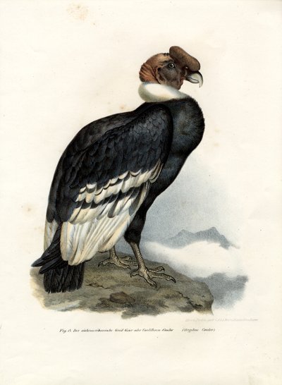 Andean Condor by German School