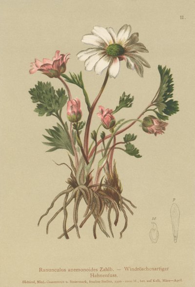 Anemone-like Crowfoot (Ranunculus anemonoides, Callianthemum anemonoides) by German School