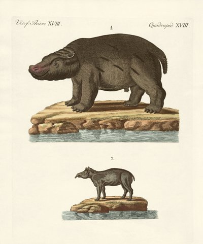 Animals from Hot Countries by German School
