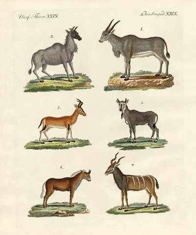 Antelopes and Gazelles by German School