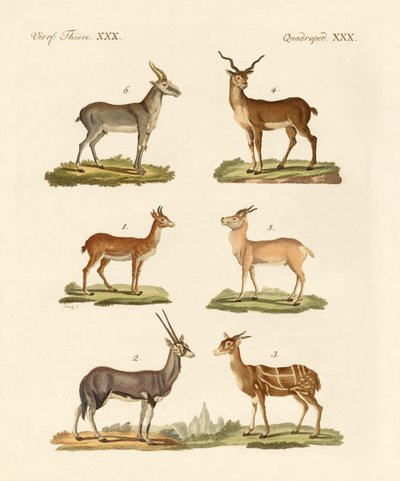 Antelopes and Gazelles by German School