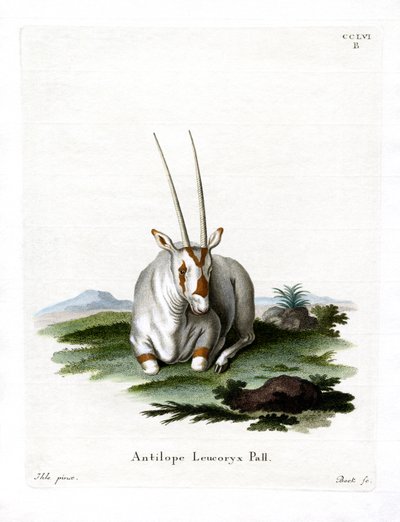 Arabian Oryx by German School