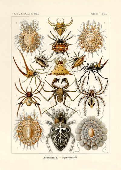 Arachnida by German School