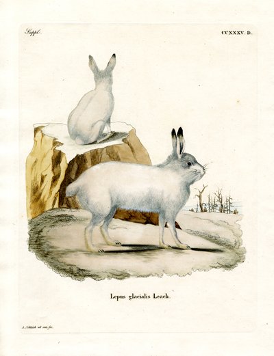 Arctic Hare by German School