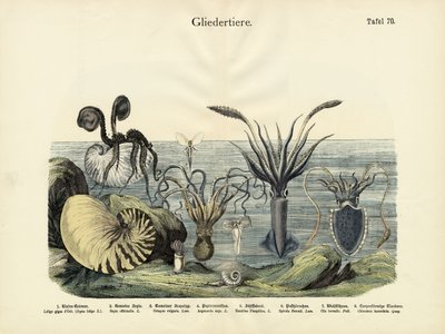 Arthropods, c.1860 by German School