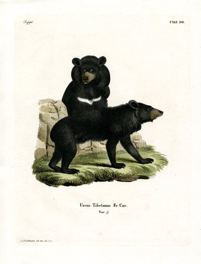 Asian Black Bear by German School