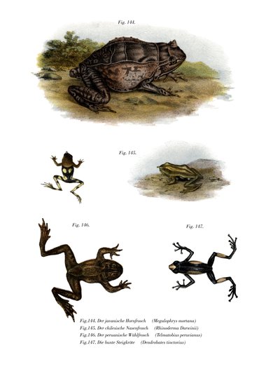 Asian Horned Frog by German School